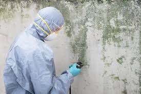 Mold Odor Removal Services in Glen Ellyn, IL